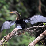 anhinga d'Amérique