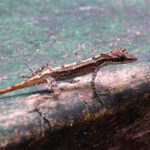 anolis