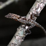 anolis anolis