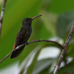 ariane à ventre gris ariane à ventre gris