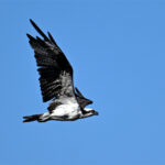 balbuzard nord américain balbuzard nord américain