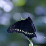 Battus polydamas Battus polydamas