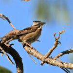 bruant chingolo bruant chingolo