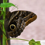 Caligo illionnus Caligo illionnus