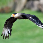 caracara huppé