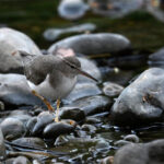 chevalier grivelé chevalier grivelé