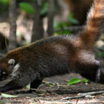 coati à nez blanc