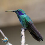 colibri thalassin