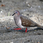 colombe de Verreaux colombe de Verreaux