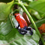 dendrobate fraise dendrobate fraise