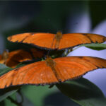 Dryas iulia Dryas iulia