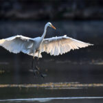 grande aigrette