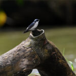 hirondelle des mangroves