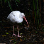 ibis blanc