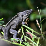 iguane à queue épineuse