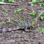 iguane à queue épineuse jeune