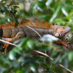 iguane vert