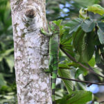 iguane vert femelle