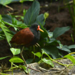 jacana noir