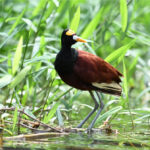 jacana du Mexique