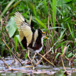 jacana du Mexique juvénile