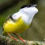 manakin à col blanc