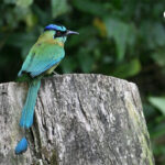 motmot houtouc