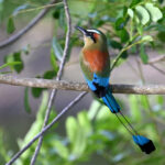 motmot à sourcils bleus