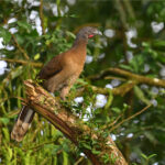 ortalide à tête grise ortalide à tête grise