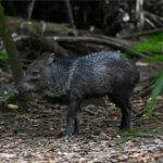 pécari à collier pécari à collier