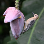 pic de Hoffmann femelle pic de Hoffmann femelle