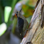 pic de Pucheran pic de Pucheran