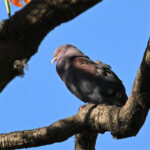 pigeon à bec rouge pigeon à bec rouge