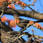 quiscale à longue queue femelle quiscale à longue queue femelle