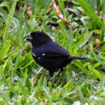 sporophile à bec fort sporophile à bec fort