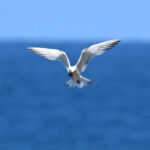 sterne élégante sterne élégante