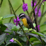 sucrier à ventre jaune sucrier à ventre jaune