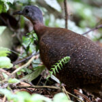 tinamou de Bonaparte