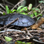 tortue funèbre