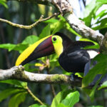 toucan de Swainson