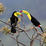 toucans à carène