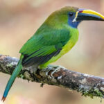 toucanet émeraude