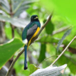 trogon aurore