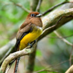 trogon aurore femelle