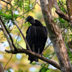 urubu noir urubu noir