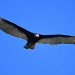 urubu à tête rouge urubu à tête rouge