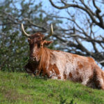 vache de Rincon de la Vieja