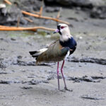 vanneau téro vanneau téro