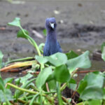 aigrette bleue aigrette bleue