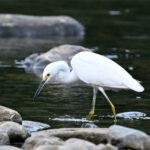 aigrette neigeuse aigrette neigeuse